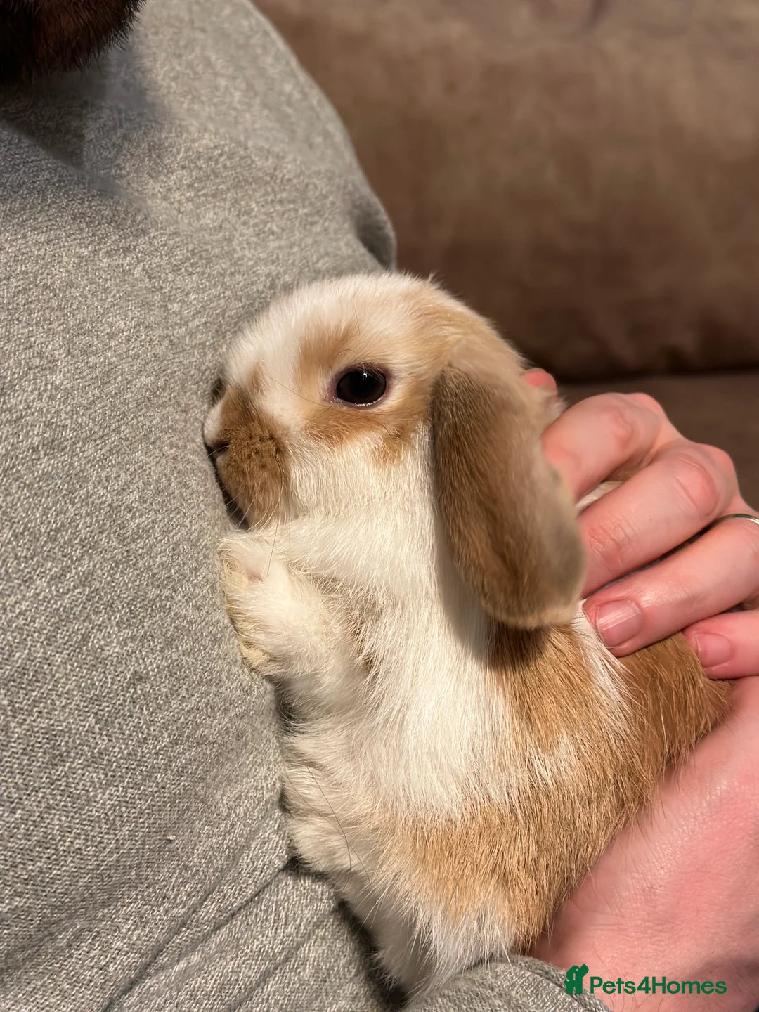 Mini Lop rabbits for sale: Handled & Loving Mini Lops - Kid Friendly  - Advert 13