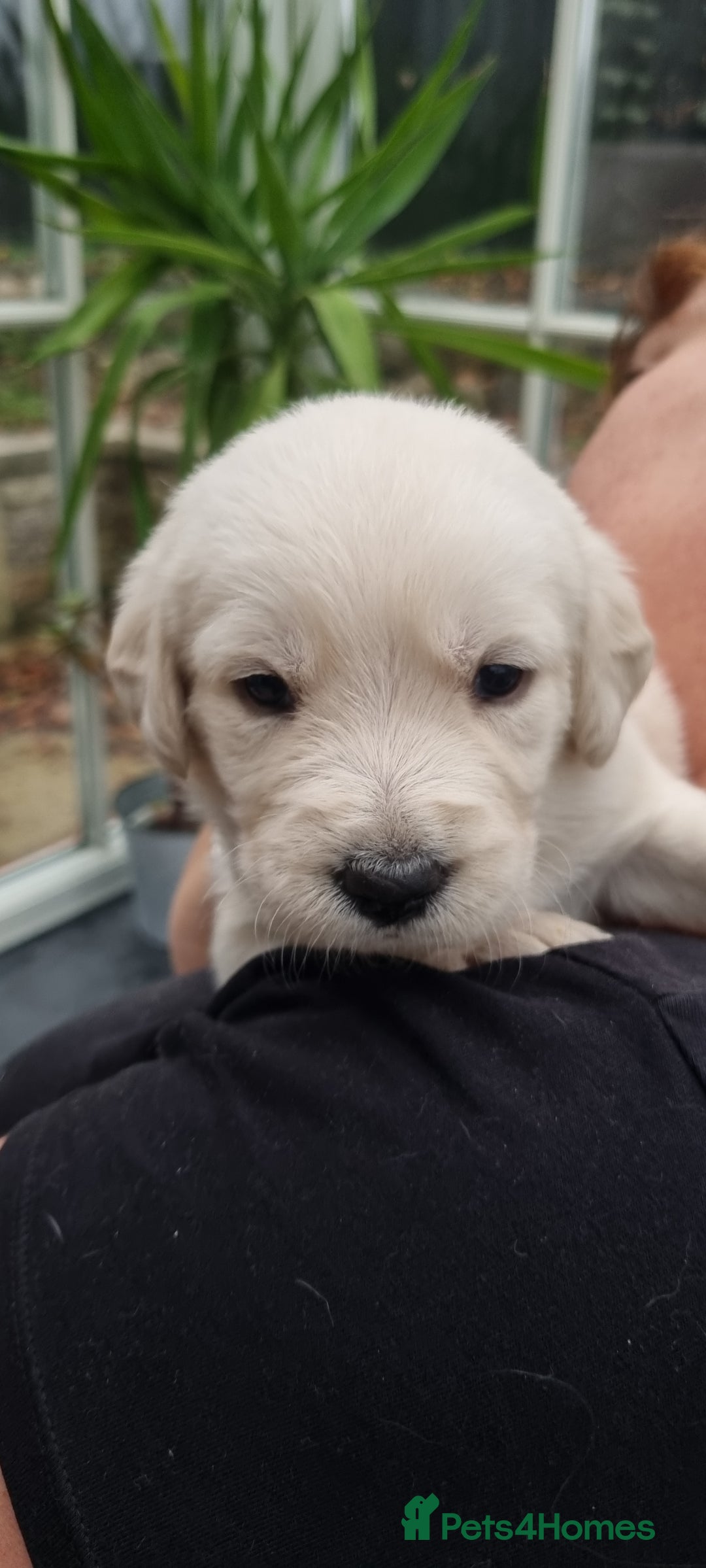 Mixed Breed dogs for sale: Double Doodle puppies  - Image 6