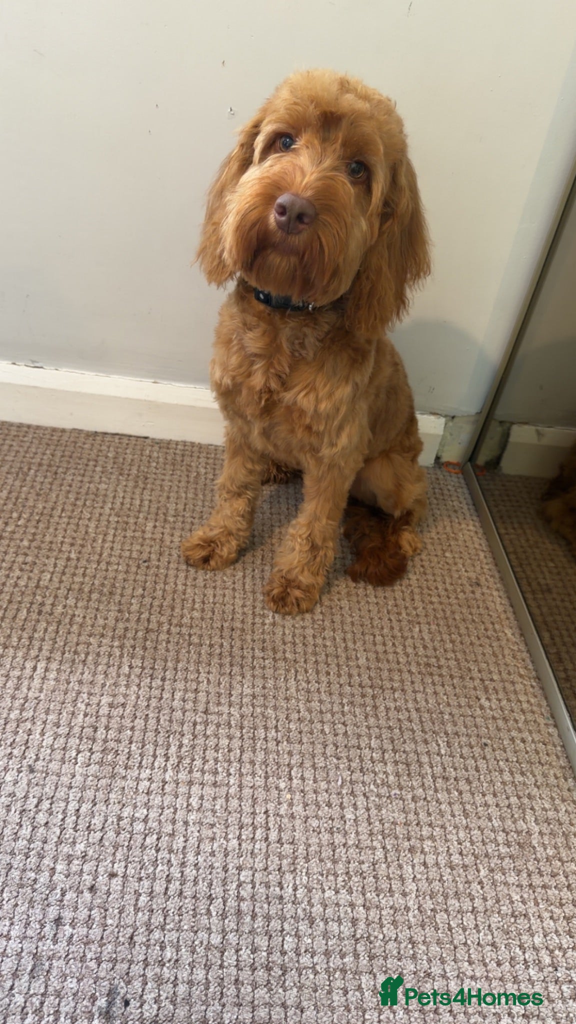 Cockapoo dogs Enzo  - Advert 12