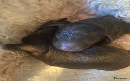 Maltipoo dogs for sale: 🩷Exceptional Maltipoo Ladies🩷 - Image 8