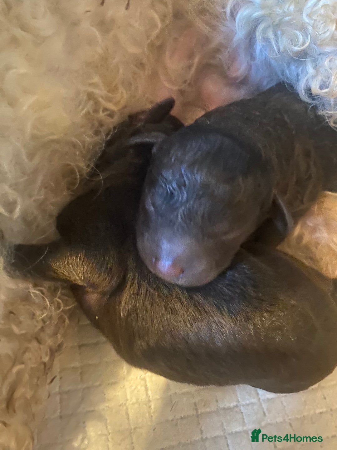 Maltipoo dogs for sale: 🩷Exceptional Maltipoo Ladies🩷 - Image 8