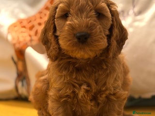 Cockapoo dogs *Adorable**Gold Pups**Ready for Love - Advert 18