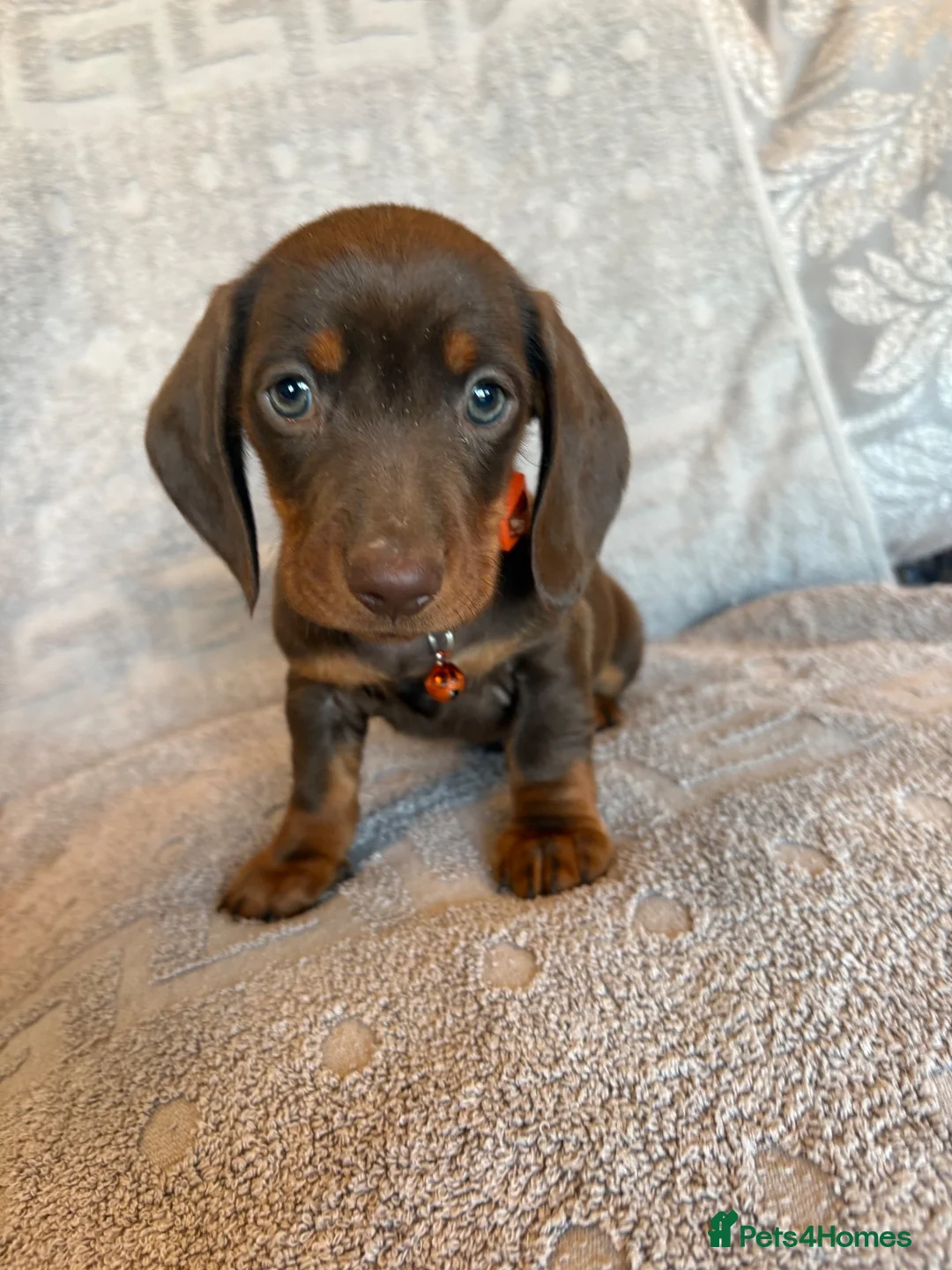 Dachshund dogs for sale: 4 adorable dachshund pups 3 boys 1 girl  - Advert 2