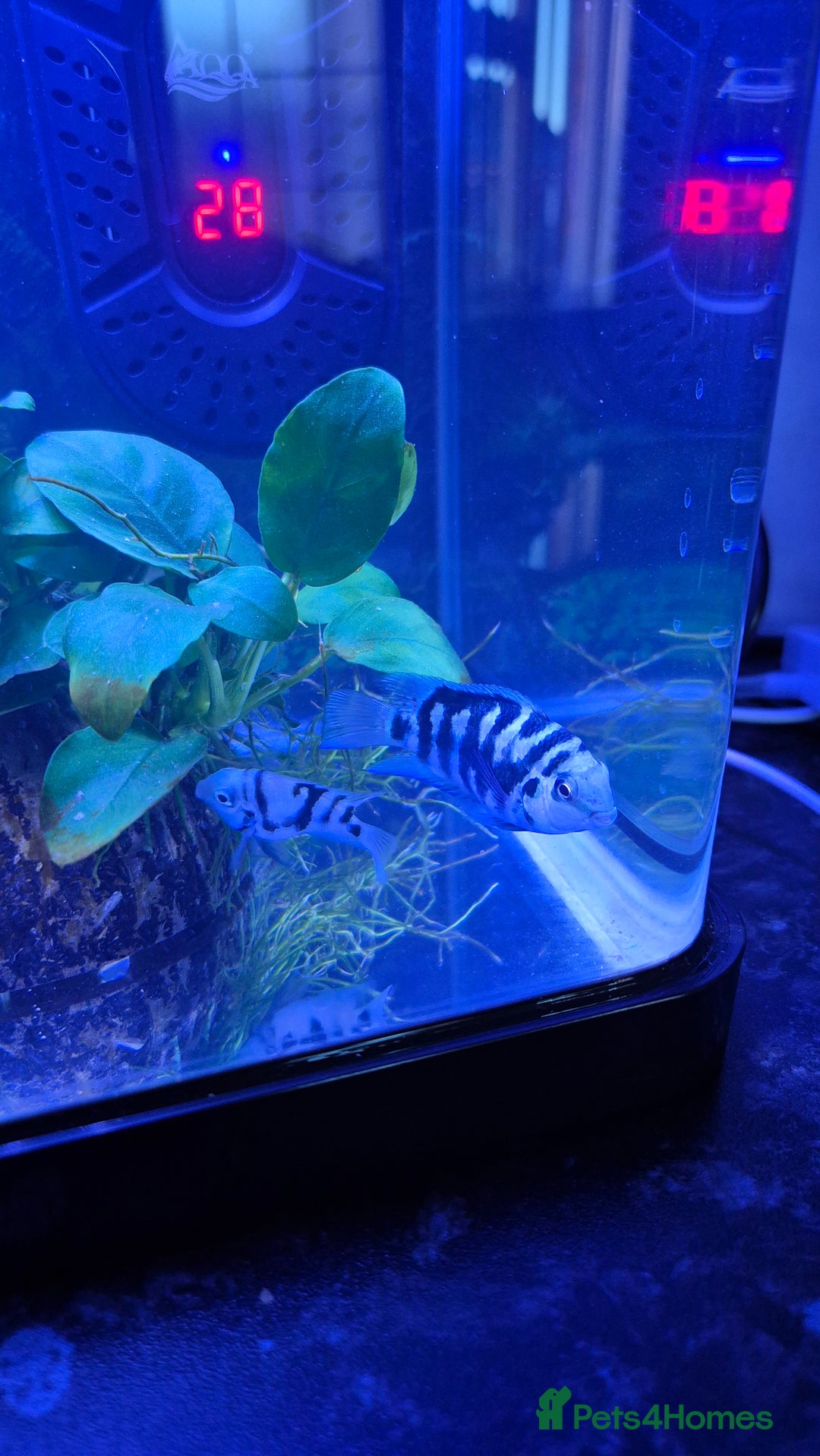 Cichlids fish for sale: Blue parrot fish - Advert 9