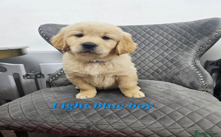 Golden Retriever dogs - Advert 2