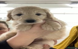 Mixed Breed dogs for sale: Bearded Collie Cross Miniature Poodle Puppies - Image 5