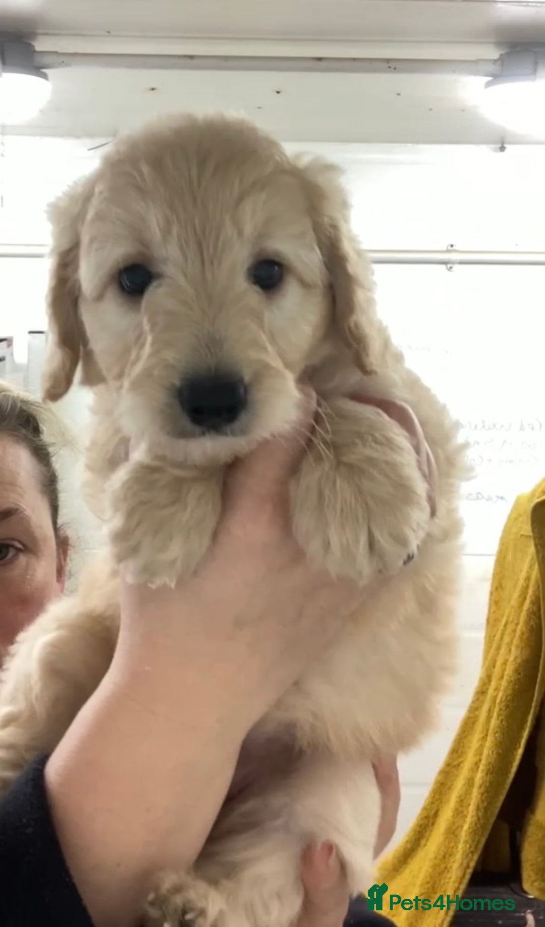 Mixed Breed dogs for sale: Bearded Collie Cross Miniature Poodle Puppies - Image 5