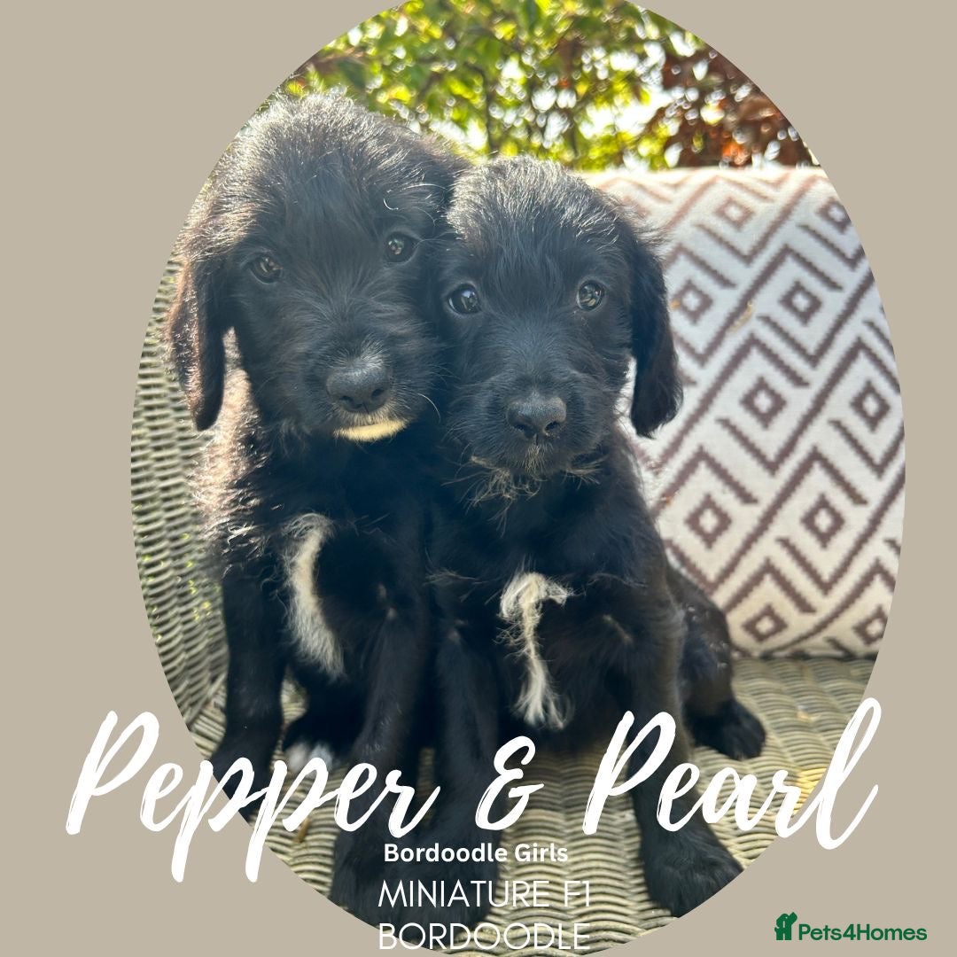 Bordoodle dogs Last 2, Black & White Mini Bordoodles Girls - Advert 3