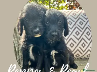 Bordoodle dogs Last 2, Black & White Mini Bordoodles Girls - Advert 3