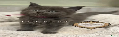 LaGattiDolci Bella