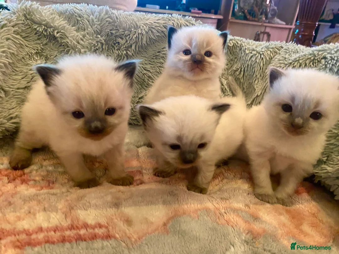 Ragdoll cats for stud: Fabulous Ragdoll for Stud  - Advert 9