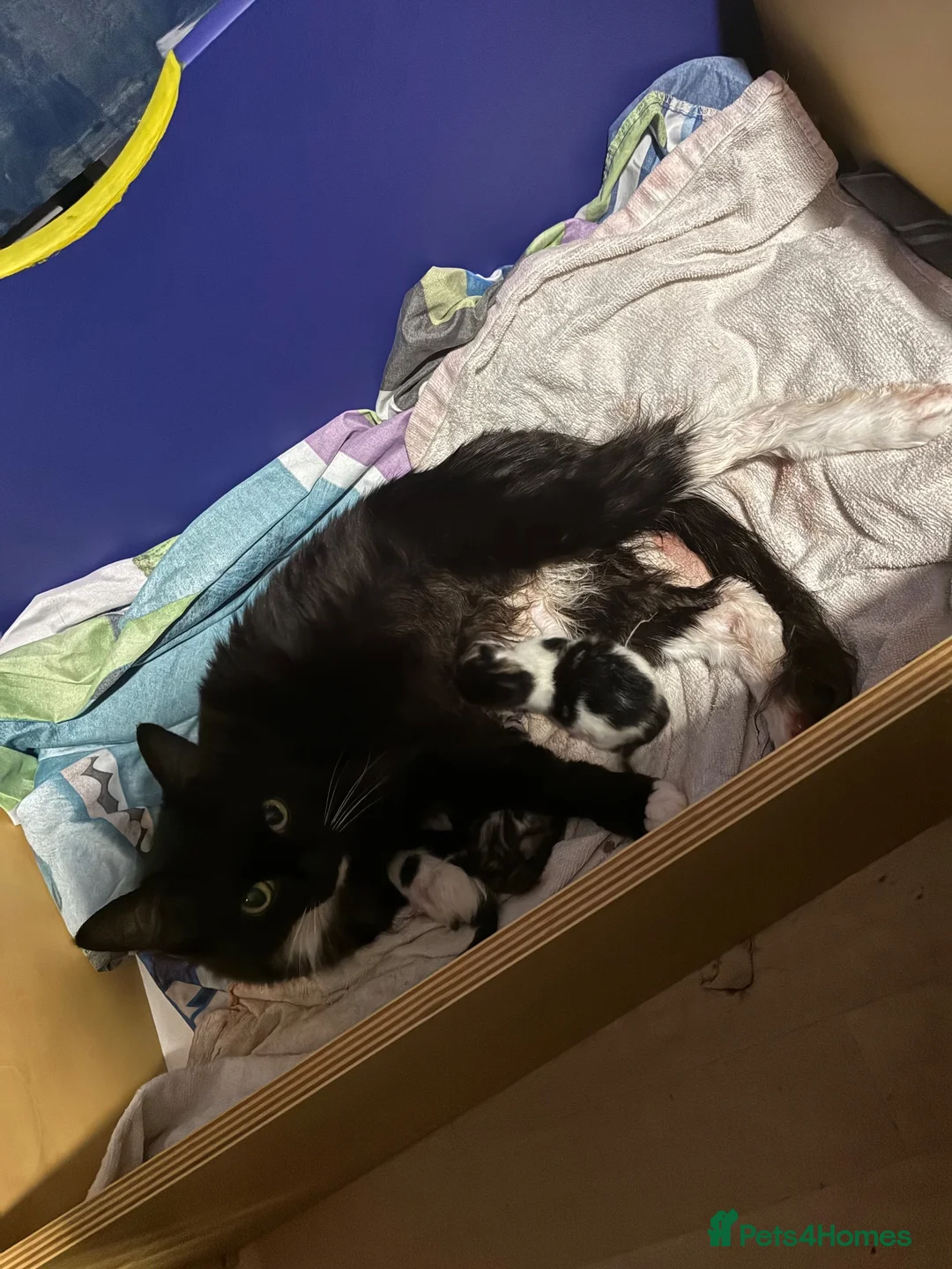 Mixed Breed cats for sale: Main coon mix kittens  - Advert 4
