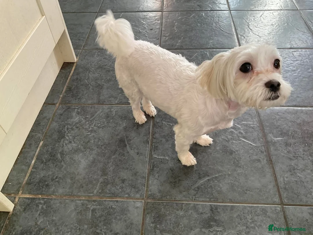 Maltipoo dogs for adoption: Ruby - Hingham Norfolk  - Advert 4