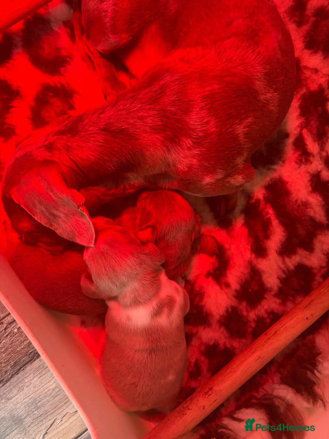 Miniature Dachshund dogs for sale: KC reg miniature dachshunds for sale  - Advert 3