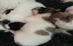 Shar Pei dogs for sale: Amazing flower bear coat !!!  - Advert 4