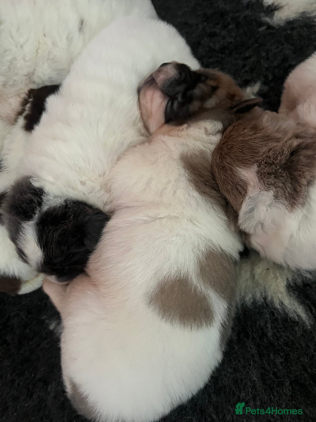 Shar Pei dogs for sale: Amazing flower bear coat !!!  - Advert 4