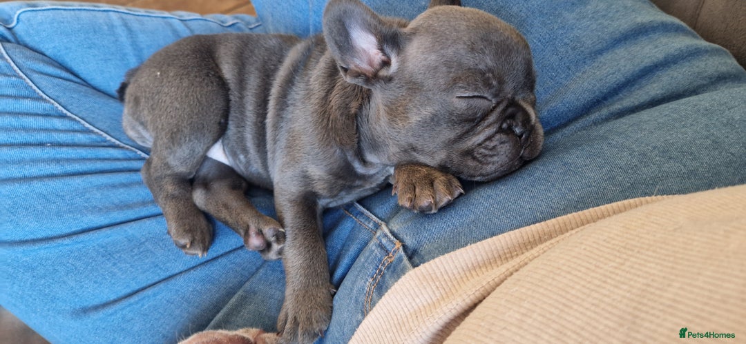 French Bulldog dogs for sale: #Reduced# True miniature French Bulldog - Image 14