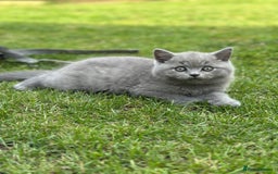 British Shorthair cats for sale: Adorable 3 Kittens Looking for Loving Homes - Image 7