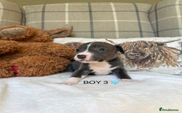 Staffordshire Bull Terrier dogs for sale: STAFFORDSHIRE BULL TERRIERS💚 - Image 20