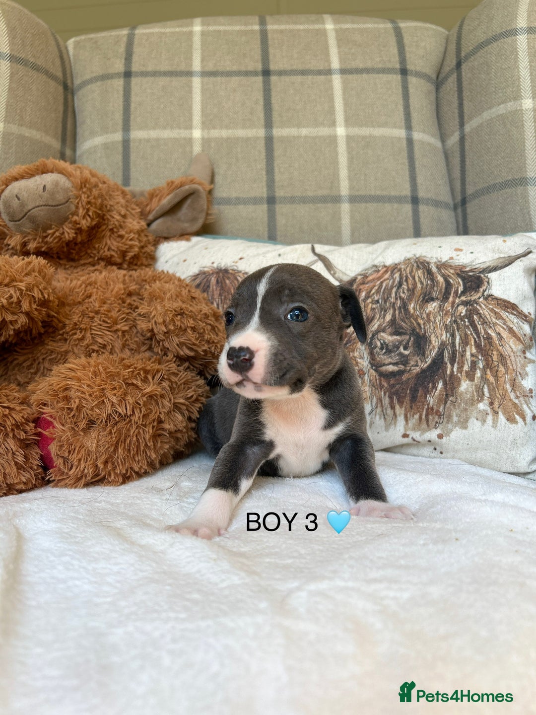Staffordshire Bull Terrier dogs for sale: STAFFORDSHIRE BULL TERRIERS💚 - Image 20