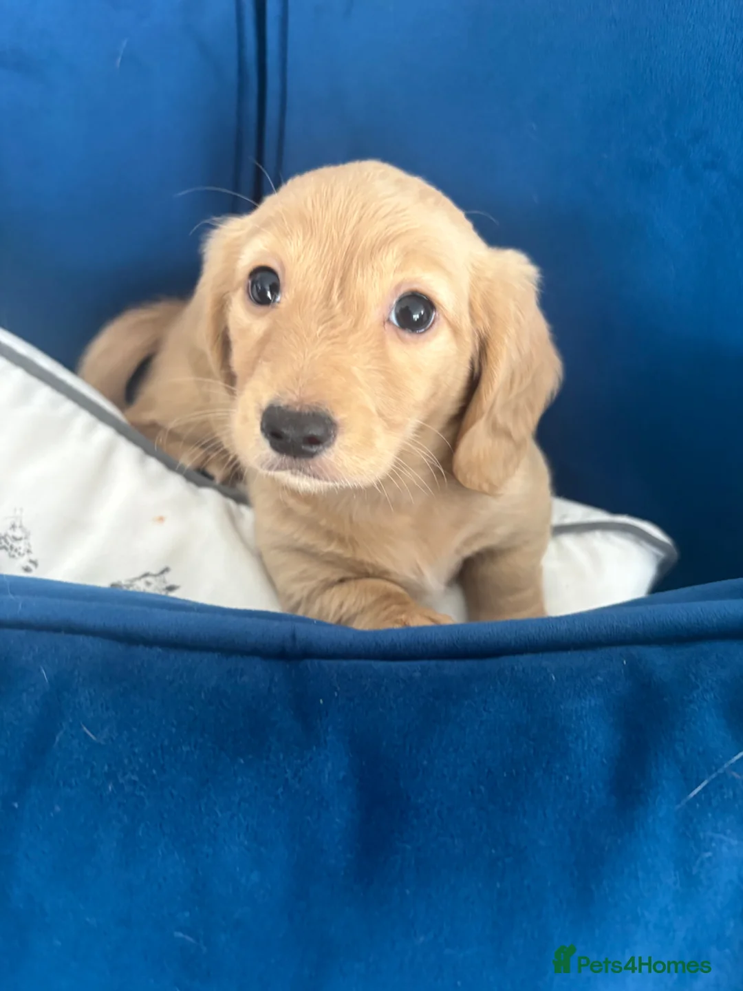 Miniature Dachshund dogs for sale: READY NOW Pure cream mini long haired pups - Advert 1