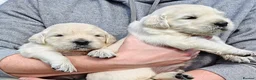 Golden Retriever dogs for sale: Gorgeous English Cream Golden Retriever Puppy's 🐾 - Advert 34