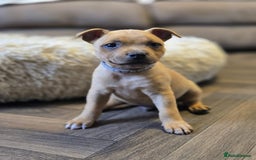 Staffordshire Bull Terrier dogs for sale: !READY NOW! KC Reg Quality Red Staffy Puppies  - Image 13