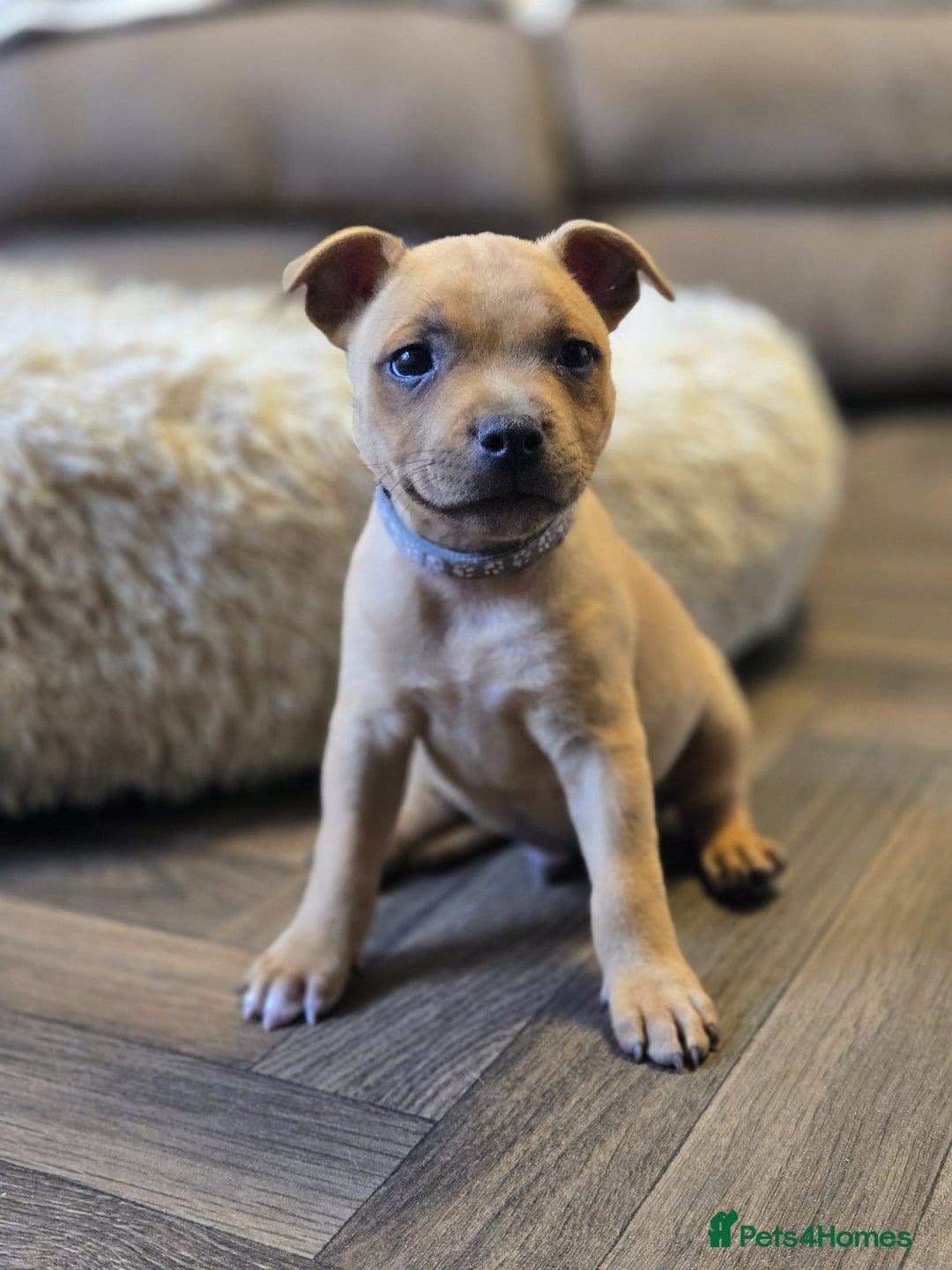 Staffordshire Bull Terrier dogs for sale: !READY NOW! KC Reg Quality Red Staffy Puppies  - Image 13