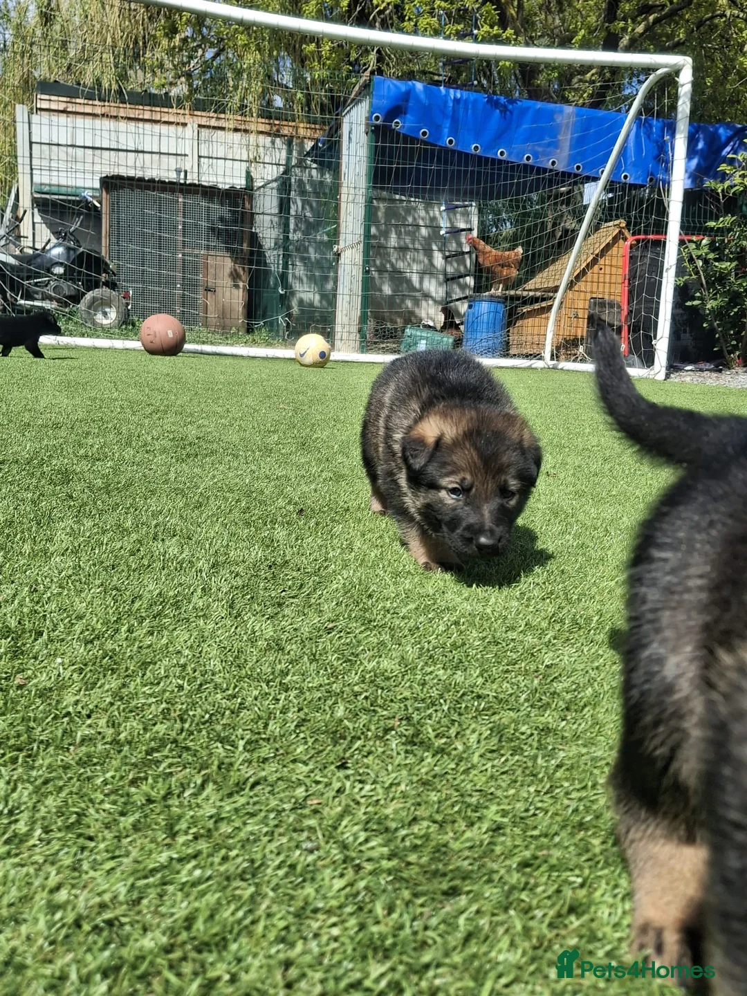 German Shepherd dogs for sale: Outstanding Shepherd working litter - Advert 29