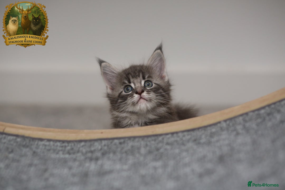 Maine Coon cats for stud: European Championship Carries Shaded GCCF & TICA - Advert 13