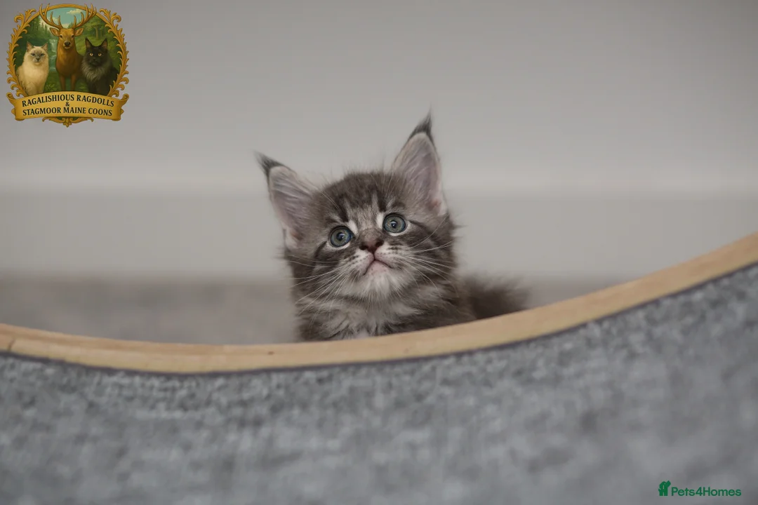 Maine Coon cats for stud: European Championship Carries Shaded GCCF & TICA - Advert 21