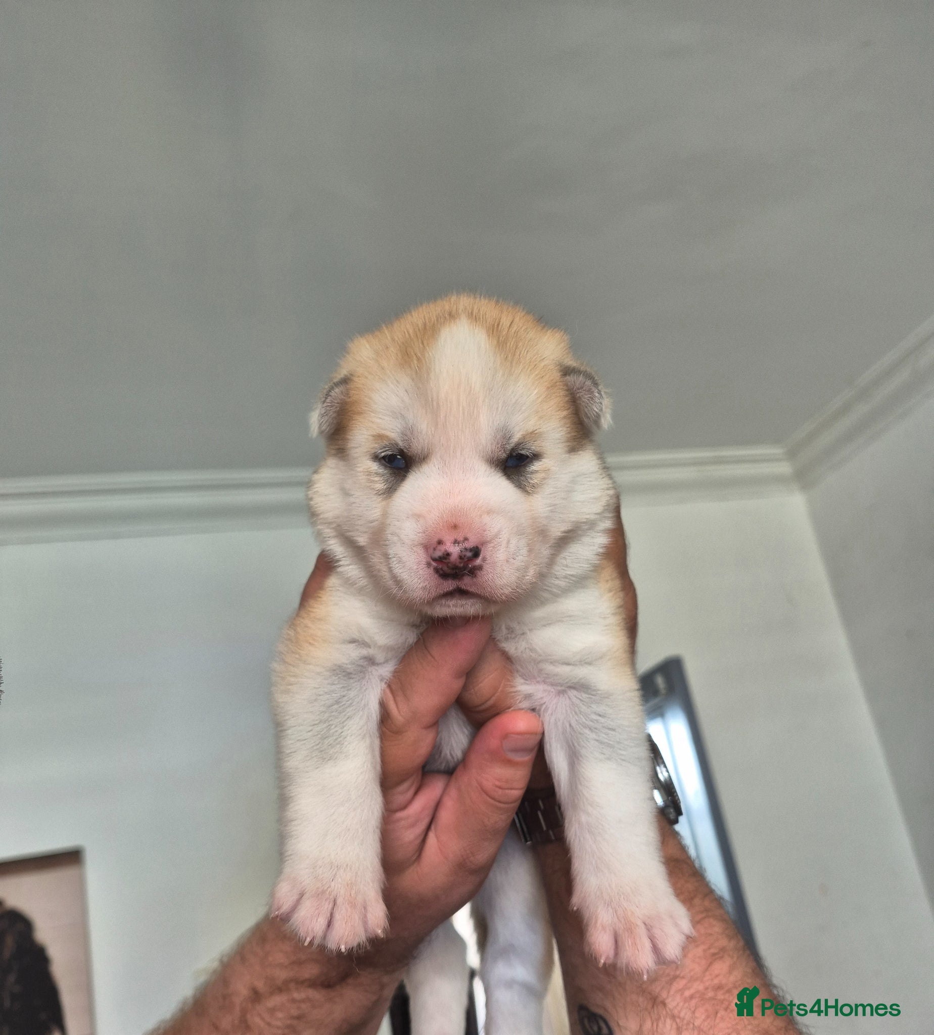 Siberian Husky dogs for sale: Siberian husky puppies  - Advert 6