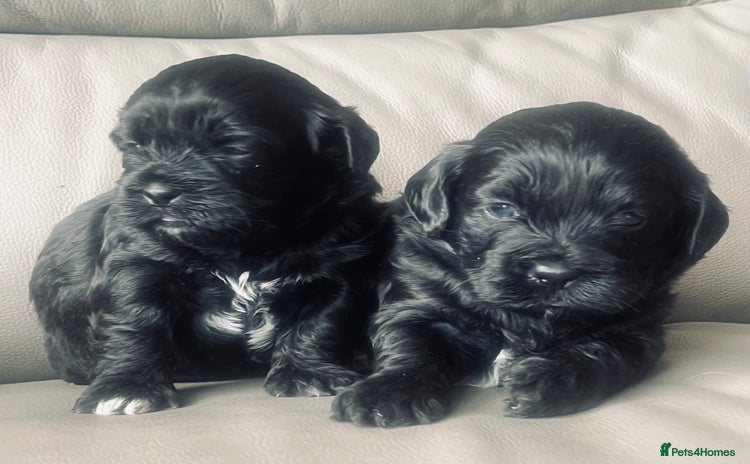 Shihpoo dogs - Advert 1