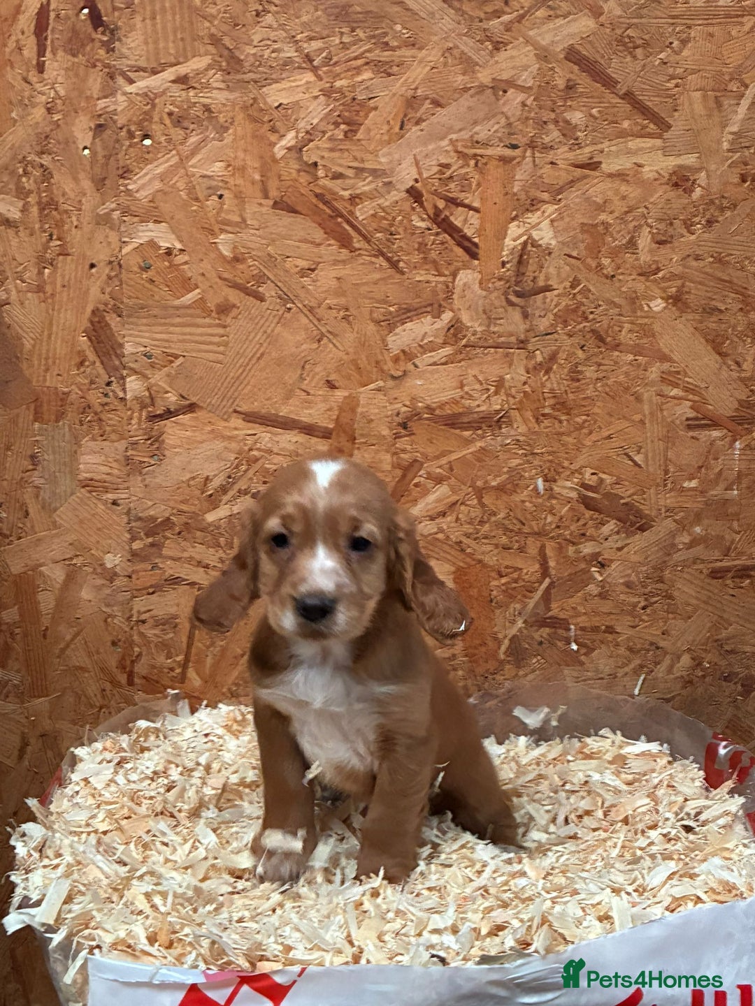 Cocker Spaniel dogs for sale: Working cocker spaniels  - Advert 12