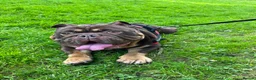 English Bulldog dogs for sale: Loving English Bulldog - Advert 1