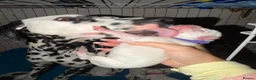 Dalmatian dogs for sale:  🐾✨DALMATION PUPPIES Perdy and Pongos - Advert 3