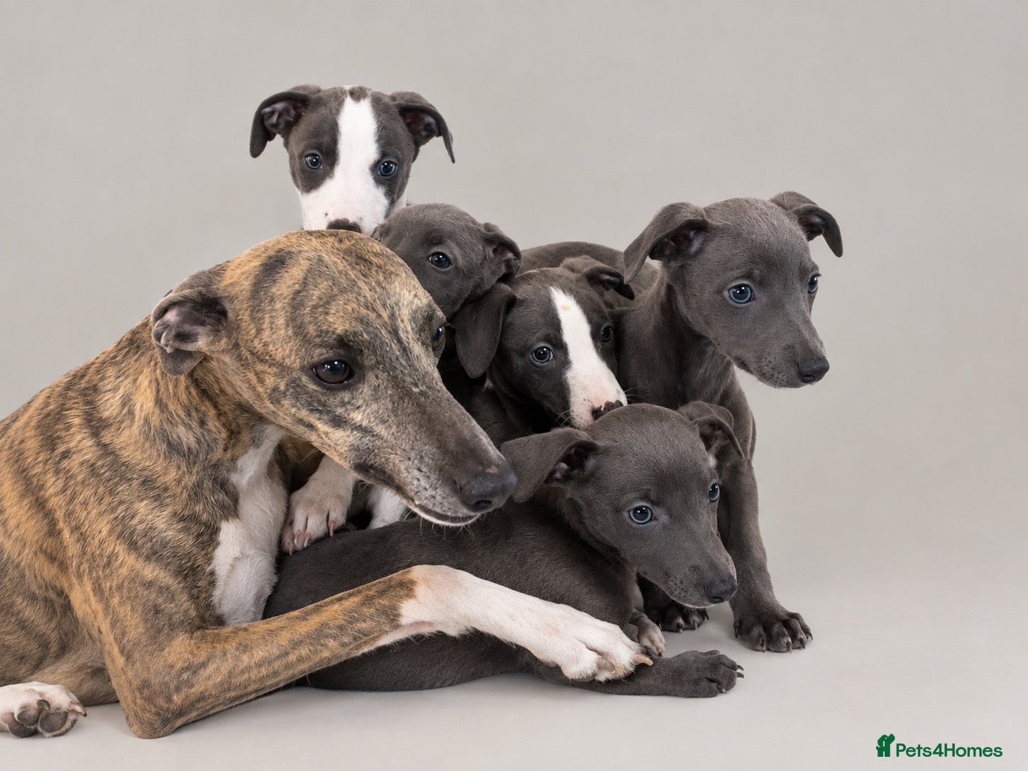Whippet dogs Whippets ready from the 25th September  - Advert 2