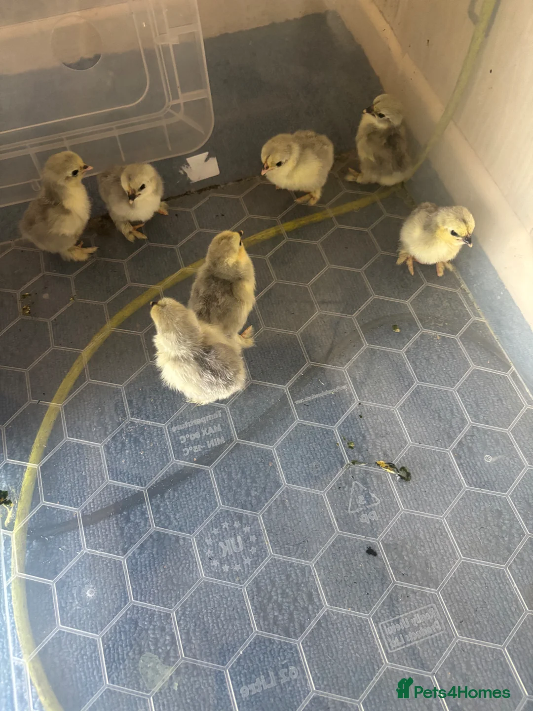 Chickens poultry for sale: Lavender Pekin bantam chicks - Advert 4