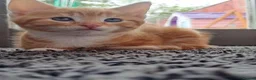 Mixed Breed cats for sale: 4 sweet kittens for sale  in Great Yarmouth - Advert 13