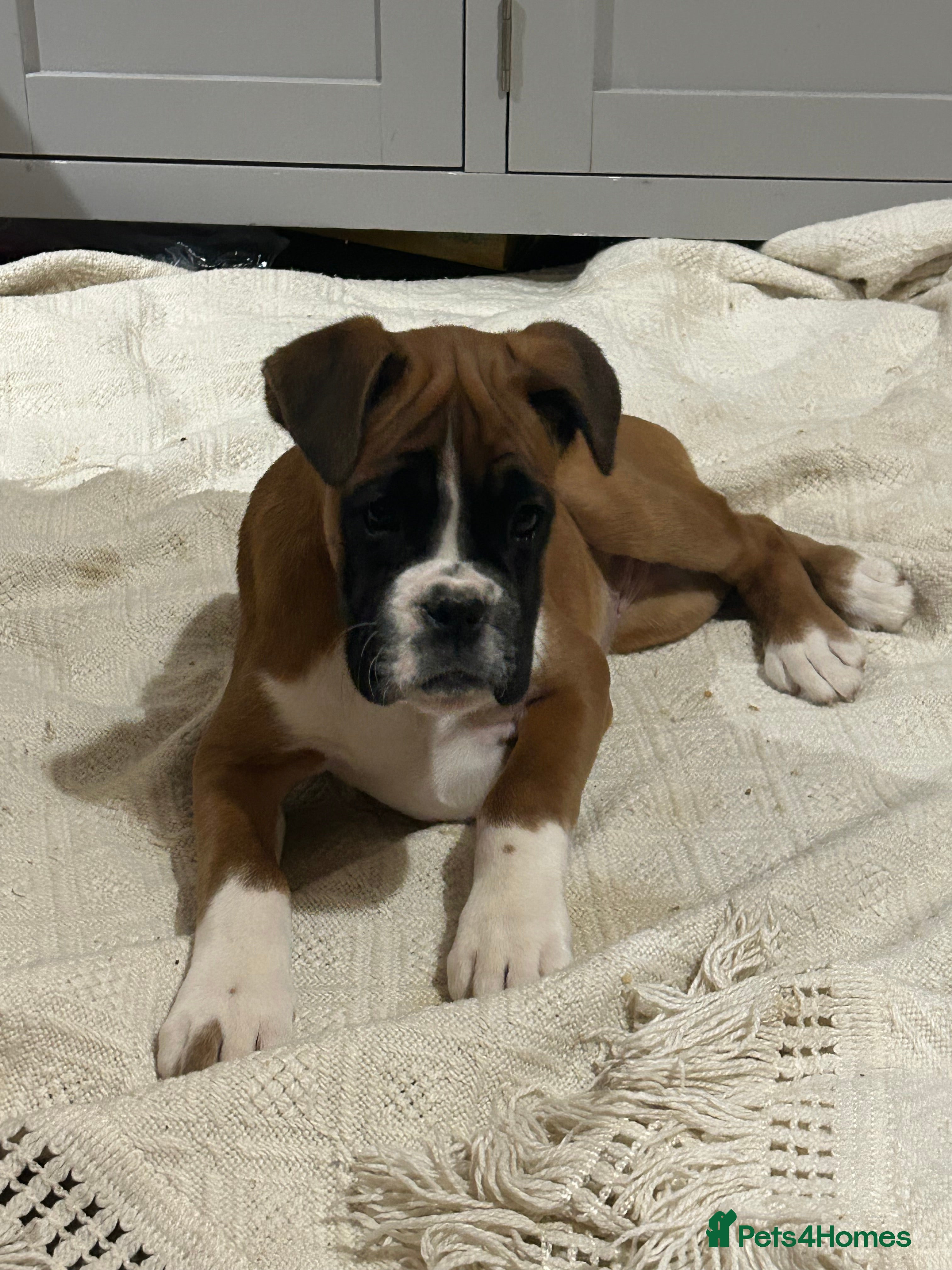 Boxer dogs 🌟 Beautiful Boxer Puppies for Sale 🌟 - Advert 5