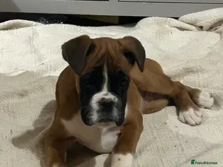 Boxer dogs 🌟 Beautiful Boxer Puppies for Sale 🌟 - Advert 5