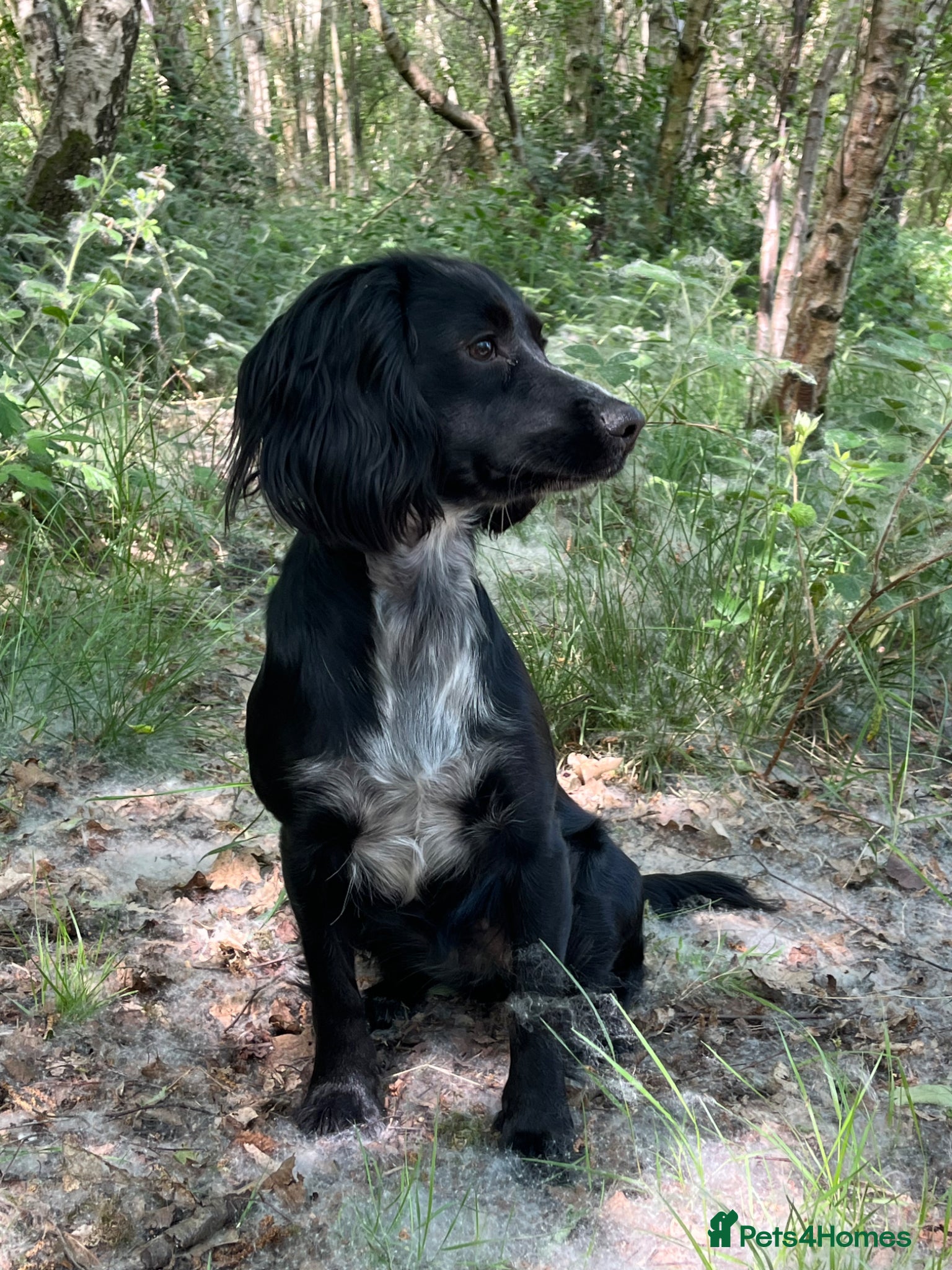 Cocker Spaniel dogs Cocker spaniel puppies  - Advert 1