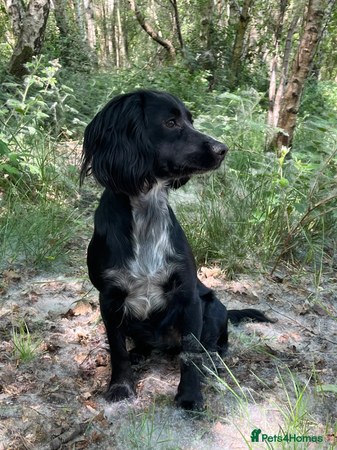 Cocker Spaniel dogs for sale: Cocker spaniel puppies  - Advert 1