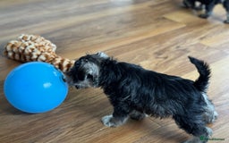 Miniature Schnauzer dogs for sale:  kc/Bva eye tested clear vet checked & certificate - Advert 13