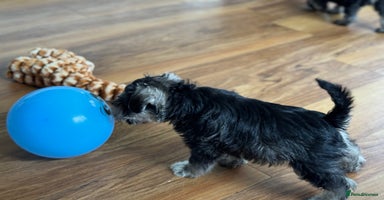 Miniature Schnauzer dogs - Advert 11