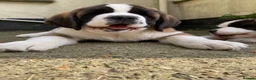 Saint Bernard dogs for sale: Pups from HIP & ELBOW scored parents  - Advert 3