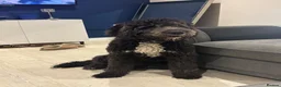 Saint Berdoodle dogs for sale: St bernedoodle in Cambridge - Advert 1