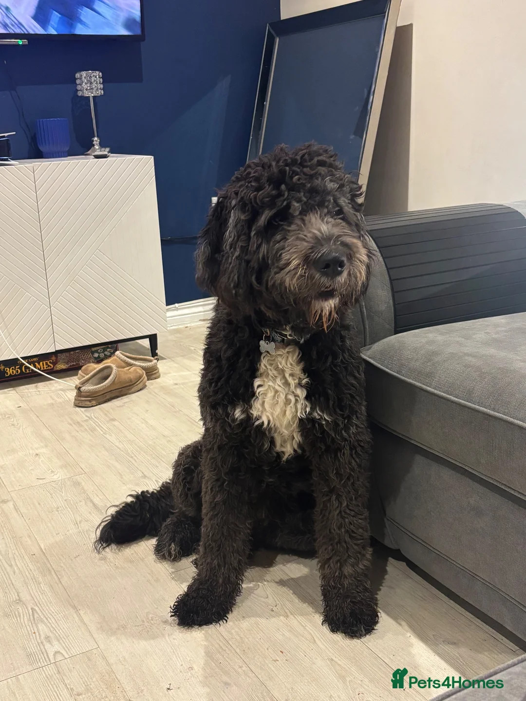 Saint Berdoodle dogs for sale: St bernedoodle in Cambridge - Advert 1