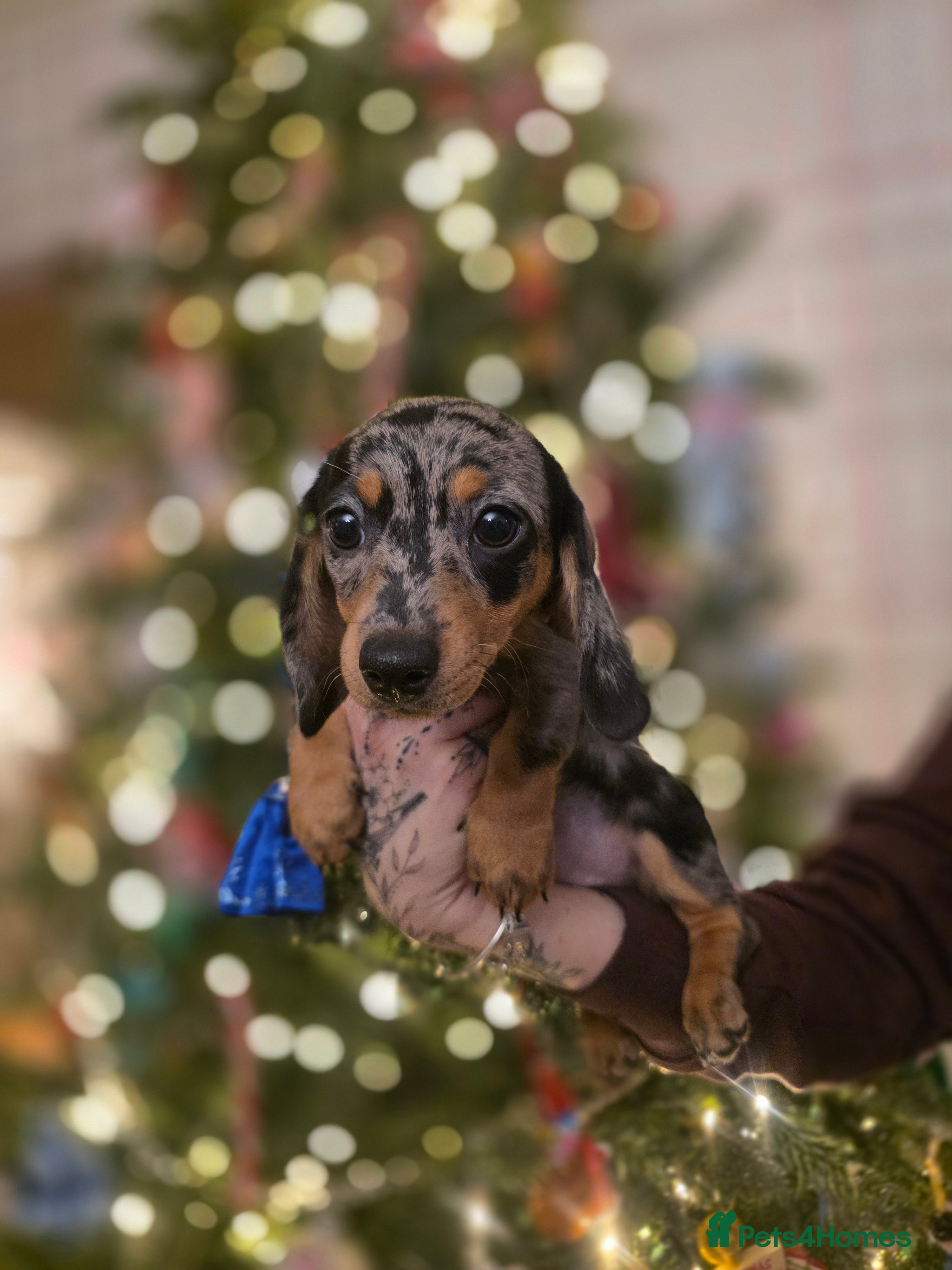 Miniature Dachshund dogs Last little girl looking for her home  - Advert 12