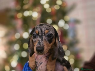 Miniature Dachshund dogs *ReAdY 2 Go** 1 Girl left ** 9 weeks old ** - Advert 13